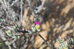 Ruschieae