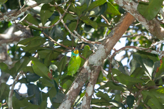 Psilopogon oorti