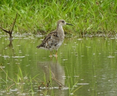 Calidris pugnax