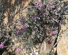 Ruschieae