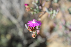 Ruschieae