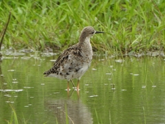 Calidris pugnax