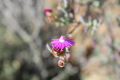 Ruschieae