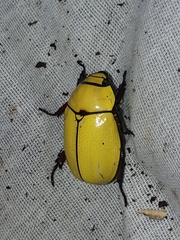 Macropoides crassipes