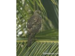 Accipiter rufitorques