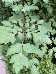 Koelreuteria paniculata