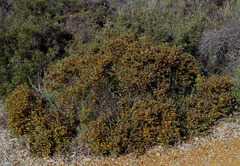 Daviesia nudiflora nudiflora
