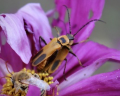 Chauliognathus pensylvanicus