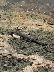 Varanus salvator macromaculatus