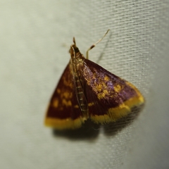 Pyrausta acrionalis