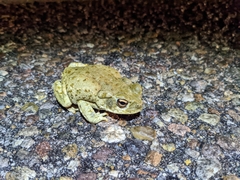 Incilius alvarius