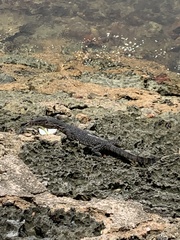 Varanus salvator macromaculatus