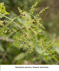 Salvadora persica