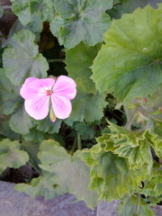 Pelargonium