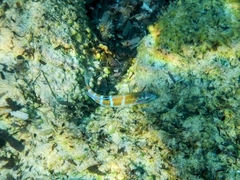 Thalassoma pavo