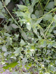 Angiospermae