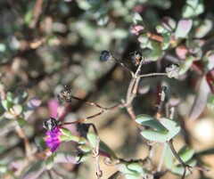 Ruschieae