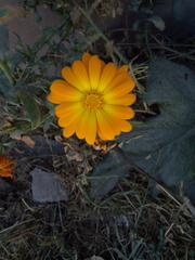 Calendula officinalis