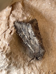Luperina testacea