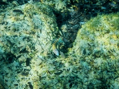 Thalassoma pavo