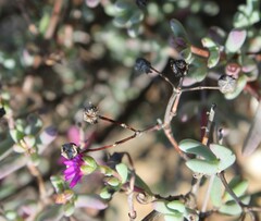 Ruschieae