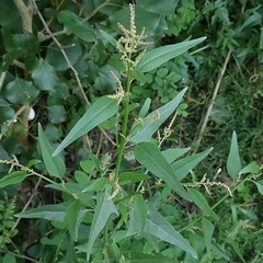 Atriplex micrantha