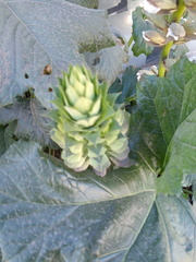 Acanthus