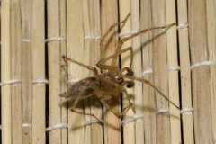Allagelena gracilens