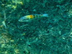 Thalassoma pavo