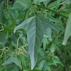 Atriplex micrantha