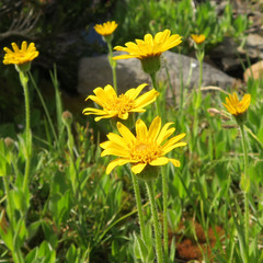 Arnica mollis