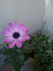 Dimorphotheca