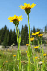 Arnica mollis