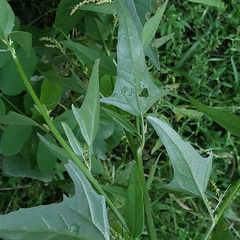 Atriplex micrantha