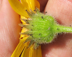 Arnica mollis