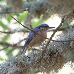 Sitta europaea