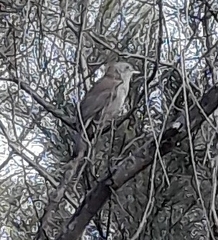 Colluricincla harmonica