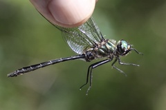 Somatochlora albicincta