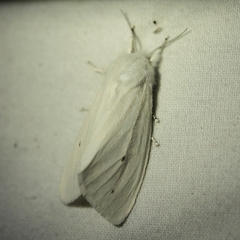 Spilosoma