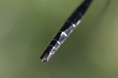 Somatochlora albicincta