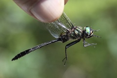 Somatochlora albicincta