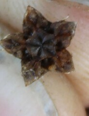 Ruschieae