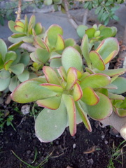 Crassula