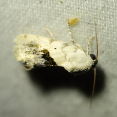 Ponometia erastrioides