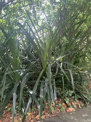Pandanus