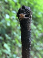 Araneus ventricosus