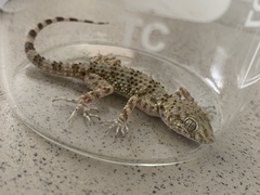 Tenuidactylus caspius