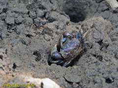 Pseudohelice subquadrata