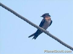 Hirundo tahitica