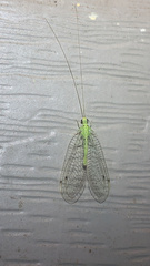 Leucochrysa callota